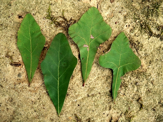 {Quercus nigra}